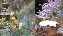 2013-02-28 givre,primevère bleue,jonquilles,nichoirs1.jpg