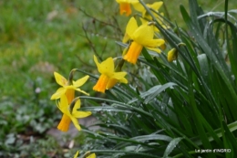 Tourterelles,Julie,jonquilles 033.JPG