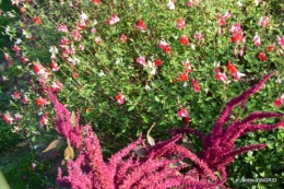 jardin Mme Perichou,grandes fleurs,bouquet,jardin 010.JPG