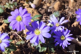 primevères achetées,crocus,st Mayne de Pérérol 012-001.JPG