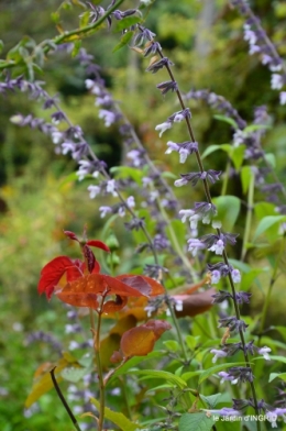 clair de lune,jardin automne,coucher de soleil 006.JPG