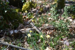 bouquet,pt jonquilles,bord Dordogne 064.JPG