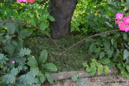 potager,chenille,pour le 18 juin,tour du jardin 089.JPG