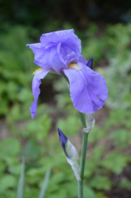 serre,iris,ancolie,iriseraie Papon,moulin 098.JPG