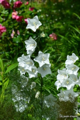 canal,fleurs blanches,marguerites,LE FLEIX,osier 159.JPG