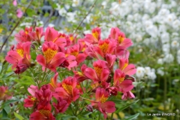jardin Mme Perichou,grandes fleurs,bouquet,jardin 044.JPG
