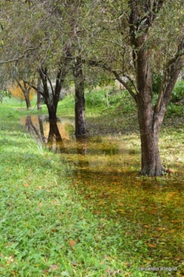 automne,arbres,inondation 118.JPG