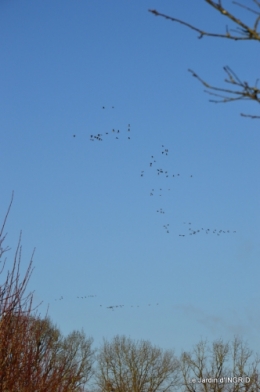 Grues et plantes à Ciron 037.JPG