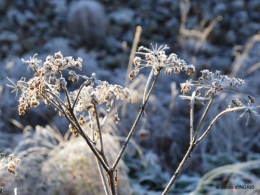 Mompazier,oiseaux,givre 078.JPG