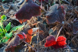 première gelée,compositions florales à garder,jardin 022-001.JPG