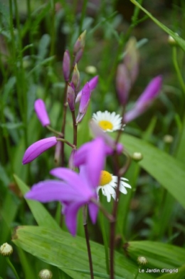 CADOUIN,cascade,iris,roses,fl.sauvages 108.jpg