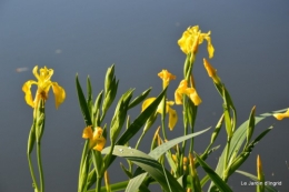 canal,iris,marguerite,ancolies,brocante Beaumont,oeufs de Paques 011.JPG