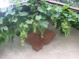 été,dahlia,lantana,bouillon blanc,platycodon