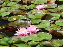 le jardin de Frescati,roses 053.JPG