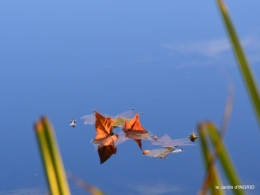 jardin automne,voisinage,canal 084.JPG