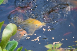 parapente,potager,kois,Lalinde,pastel,canal,choux,ipomée, 119.JPG