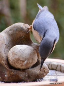 première neige,givre,chemins colline,oiseaux 140.JPG