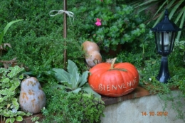 champignons,citrouilles,st Mayme de Péreyrol,fuschias,jardin aut 152.JPG