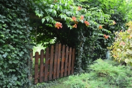 jardin,papillons,Cadouin,légumes,Sophie, 211.JPG