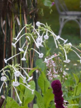 Fleurettes,Dordogne,jardin 118.JPG