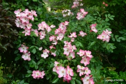 Tour du jardin mai avant et apres tonte 103.JPG