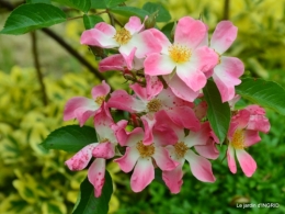 Tour du jardin mai avant et apres tonte 068.JPG