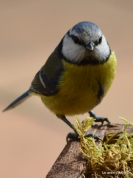 jonquilles,oiseaux avec noix,taille arbres,jardin 089.JPG