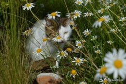 mai au jardin,les filles 049.JPG