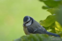 les oiseaux 110.JPG