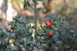 jardiland,déco noel,colline,pt houx 148.JPG