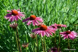 jachère,couleur,bouquet 008.JPG