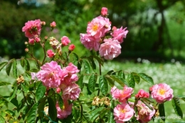 jardin,st Astier,colline 081.JPG