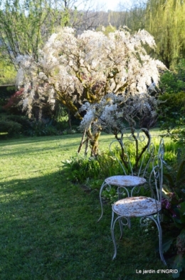 jardin confiné ,osier,magnolia jaune 163.JPG