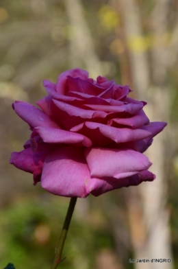 kakis,dernières fleurs,pt jardin,Julie,bassin 051.JPG