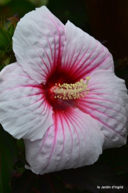 pluviomètre,hibiscus,jardin,coucher de soleil 027.JPG