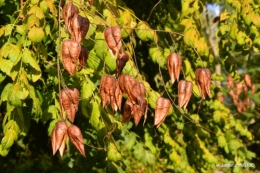 cygnes,jardin,apres la tonte 065.JPG