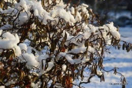 Neige en dordogne,jardin 194.JPG