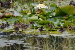 puces Lalinde,bébés canards,au moulin souci 096.JPG