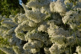 rosiers,fleurs blanches,pollen,magasin 155.JPG