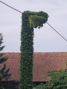 le vélo,lagestromia,les cygnes 029.JPG