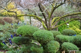 jardin printemps 035.JPG