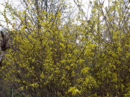 magnolia,forsythia,mahonia