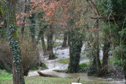 bulbes,perce neige,narcisse,pluie,hélébore,chapelle 156.jpg