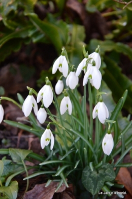 Givre,dentelles,helebores,crocus 103.JPG