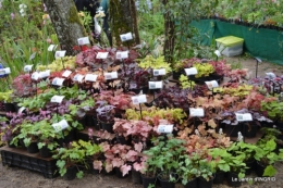 Fouleix,marguerites,hostas 009.JPG