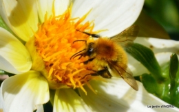 jardin,insectes,paillote,chrysanthèmes,rouge-gorge 156.JPG