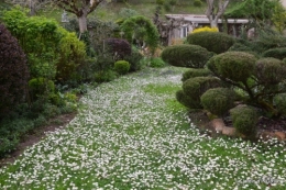 le printemps ,paquerettes,tonte,Anni. Jérome 100.JPG