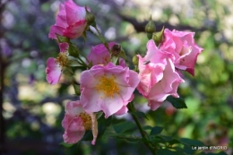 citrouille fleurie,décos jardin,automne 074.JPG