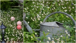 2013-05-25 rosiers,fleurs blanches,pollen,magasin1.jpg