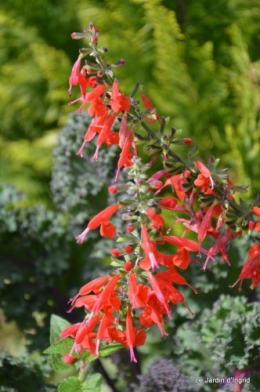 après la pluie,Tuillères,Mne Peirichou fleurs 009.JPG